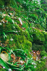 Gorge in the old forest.