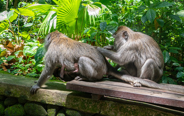 Naklejka na ściany i meble balinese long-tailed monkeys (macaca fascicularis) playing around and scratching each other in the Sacred Monkey Forest in Ubud, Bali, Indonesia