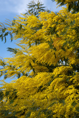 Spring and beautiful mimosa flowers.