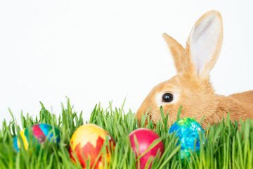 Easter bunny in green grass with painted eggs on white background