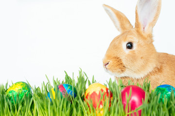 Easter bunny in green grass with painted eggs on white background