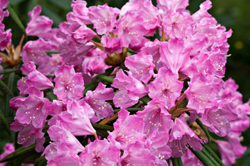Fototapeta premium Flowers rhododendron makinoi in the garden in sunny day