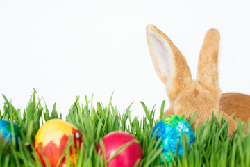 Easter bunny in green grass with painted eggs on white background