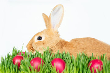 Easter bunny in green grass with painted eggs on white background