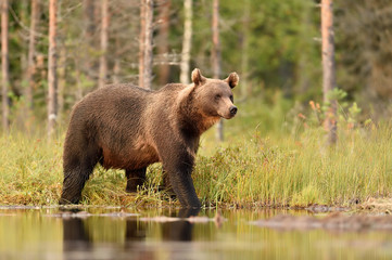 Big male brown bear walking in water at summer