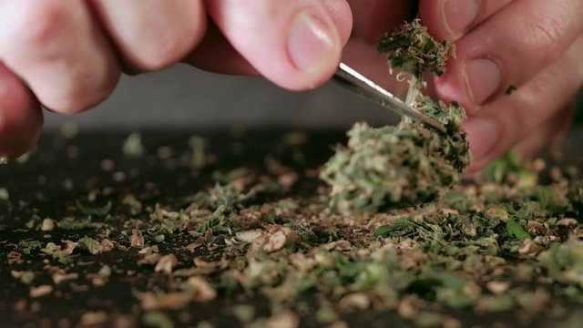 Manual processing of cannabis buds of medical marijuana with old scissors. 4k. close up.. Hands
