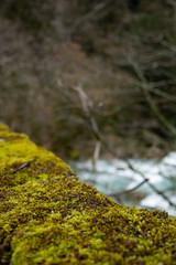 Beautiful river in the old forest.