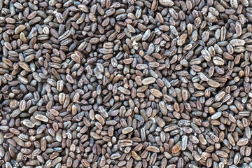 Date seeds background. Biofuel component. Biomass energy.