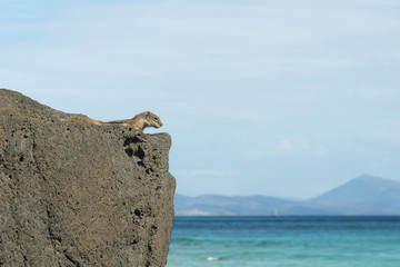 berberhörnchen