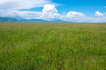 Fototapeta premium Green meadow with cloudy sky and mountains background. Beautiful meadow scenery. Adventure day. Mountain hiking. Mountain valley view. Spring season.