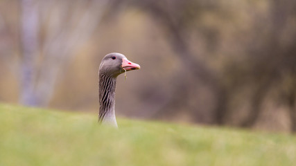 Munich, Bavaria / Germany - Feb 20, 2020: Grey goose curiously peeking behind a grass hill. Stretching her neck to see was going. Concept for curiosity, caught in the act, suspicion. Animal portrait.