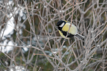 A tit sitting on a tree branch.