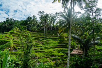 Obraz premium the ricefields Tegallalang on Bali. beautiful view of the green with clouds in the sky