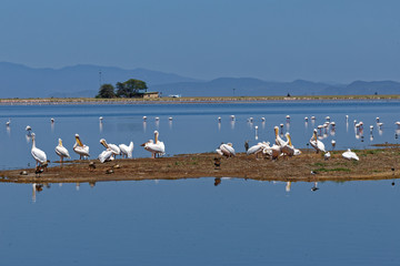 Pelikane und Flamingos