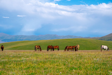 Naklejka na ściany i meble Horses are grasing on mountain valley. Summer landscape. Horses family background. Rural landscape. Nature background. Animal pasture. Wild nature. Assy plateau, Kazakhstan.