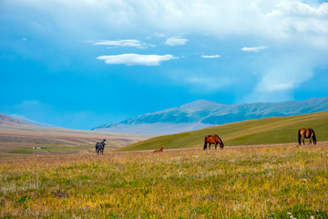 Horses are grasing on mountain valley. Summer landscape. Horses family background. Rural landscape. Nature background. Animal pasture. Wild nature. Assy plateau, Kazakhstan.