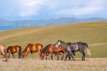 Horses are grasing on mountain valley. Summer landscape. Horses family background. Rural landscape. Nature background. Animal pasture. Wild nature. Assy plateau, Kazakhstan.