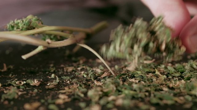 Manual processing of cannabis buds of medical marijuana with old scissors. 4k. close up.. Hands