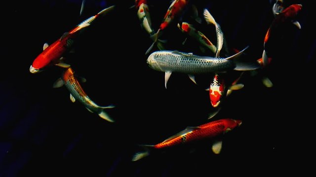 Koi fish or carp fish swimming in pond. It golden red orange and yellow of body koi fish. The surface ripples while the carp fish swim in the pond. It more colorful varieties in outdoor pond or garden