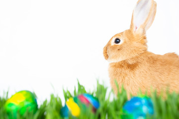 Easter bunny in green grass with painted eggs on white background.