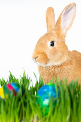 Easter bunny in green grass with painted eggs on white background.