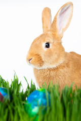 Easter bunny in green grass with painted eggs on white background.