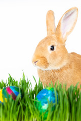 Easter bunny in green grass with painted eggs on white background.