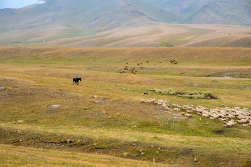Bunch of goats on mountain valley. Nature background. Vacation background. Assy plateau in Kazakhstan.