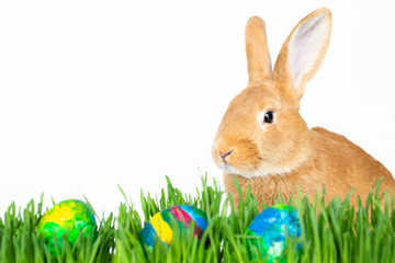 Easter bunny in green grass with painted eggs on white background.