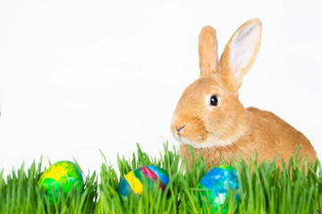 Easter bunny in green grass with painted eggs on white background.