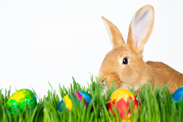 Easter bunny in green grass with painted eggs on white background.