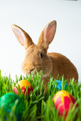 Easter bunny in green grass with painted eggs on white background.