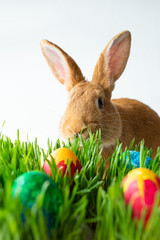 Easter bunny in green grass with painted eggs on white background.