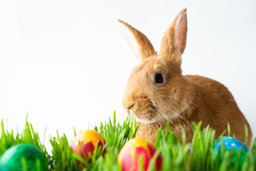 Easter bunny in green grass with painted eggs on white background.