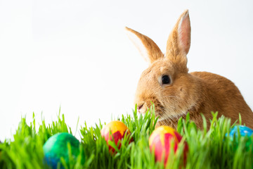 Easter bunny in green grass with painted eggs on white background.