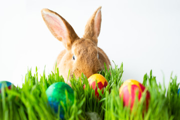Easter bunny in green grass with painted eggs on white background.