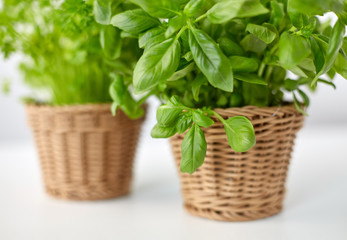 Naklejka premium healthy eating, gardening and organic concept - close up of green basil herb in wicker basket on table