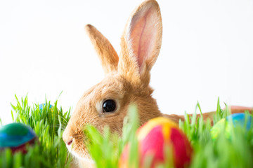 Easter bunny in green grass with painted eggs on white background.