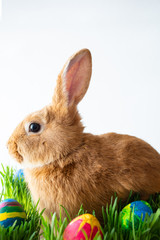 Easter bunny in green grass with painted eggs on white background.