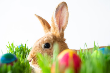 Easter bunny in green grass with painted eggs on white background.