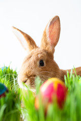 Easter bunny in green grass with painted eggs on white background.