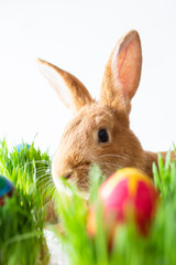 Easter bunny in green grass with painted eggs on white background.
