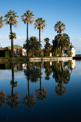 Fototapeta na wymiar Tall palm trees by the lake. 