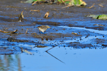 Bergpieper (Anthus spinoletta)	