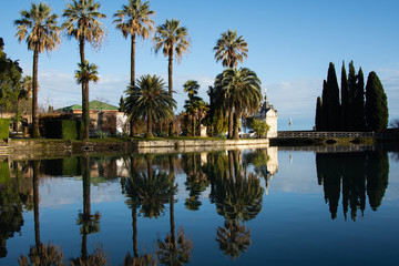 Tall palm trees by the lake. 