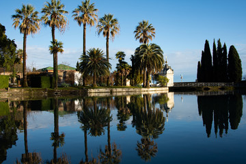 Obraz premium Tall palm trees by the lake. 