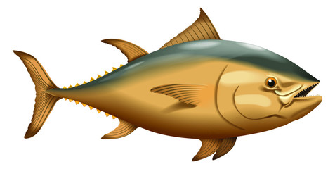 Fish. Tuna, realistic vector image. Isolated on a white background.