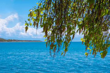 Blooming birch on the coast. Blooming birch with blue sea and sky background.