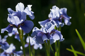 Blue iris flowers in the garden on a summer day on black background