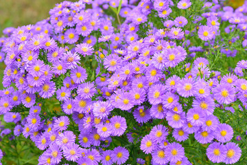 Blüten der Herbstaster	